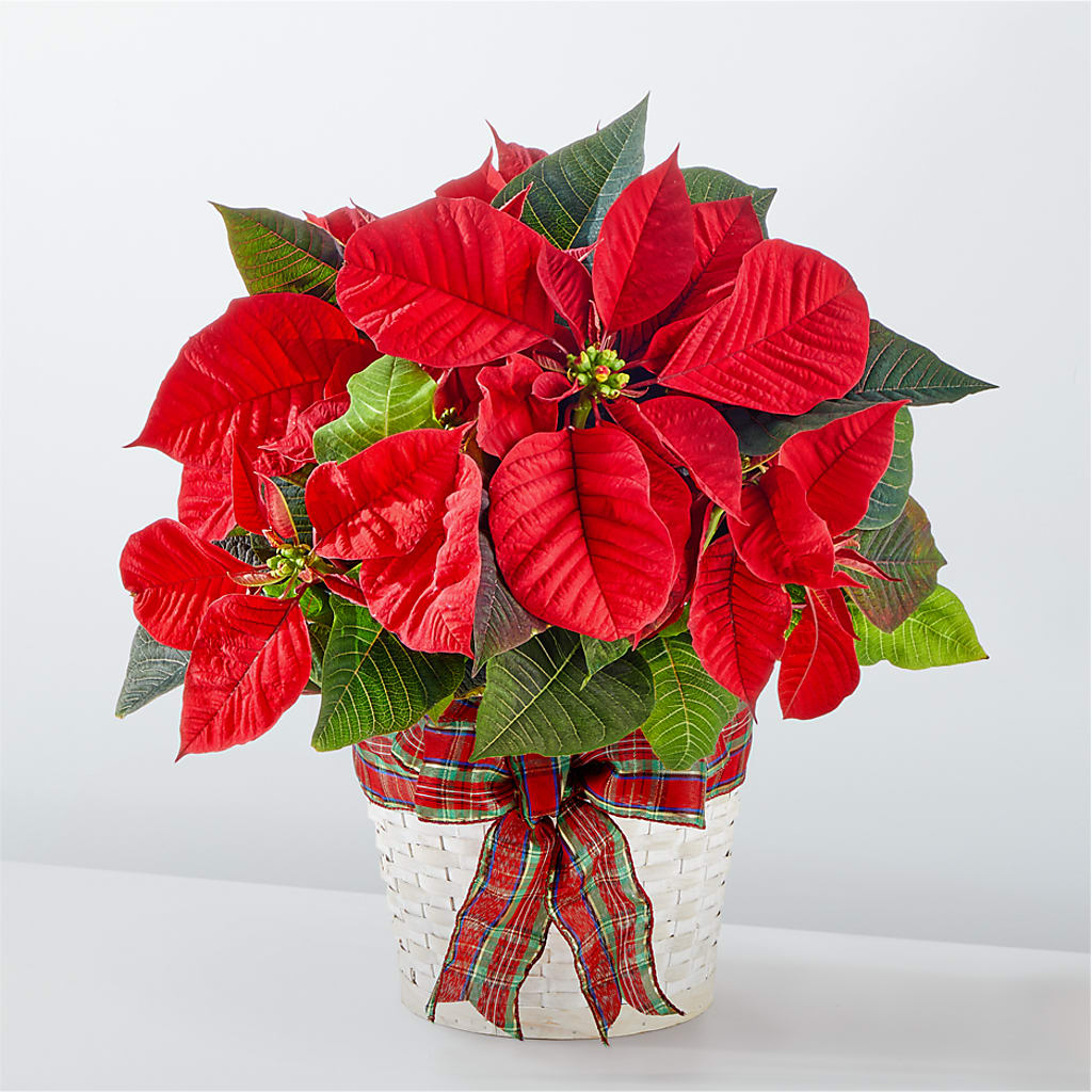 Happiest Holidays Poinsettia – A La Rose, Rock Hill SC