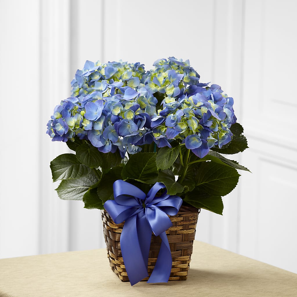 Blue Hydrangea Planter – A La Rose, Rock Hill SC