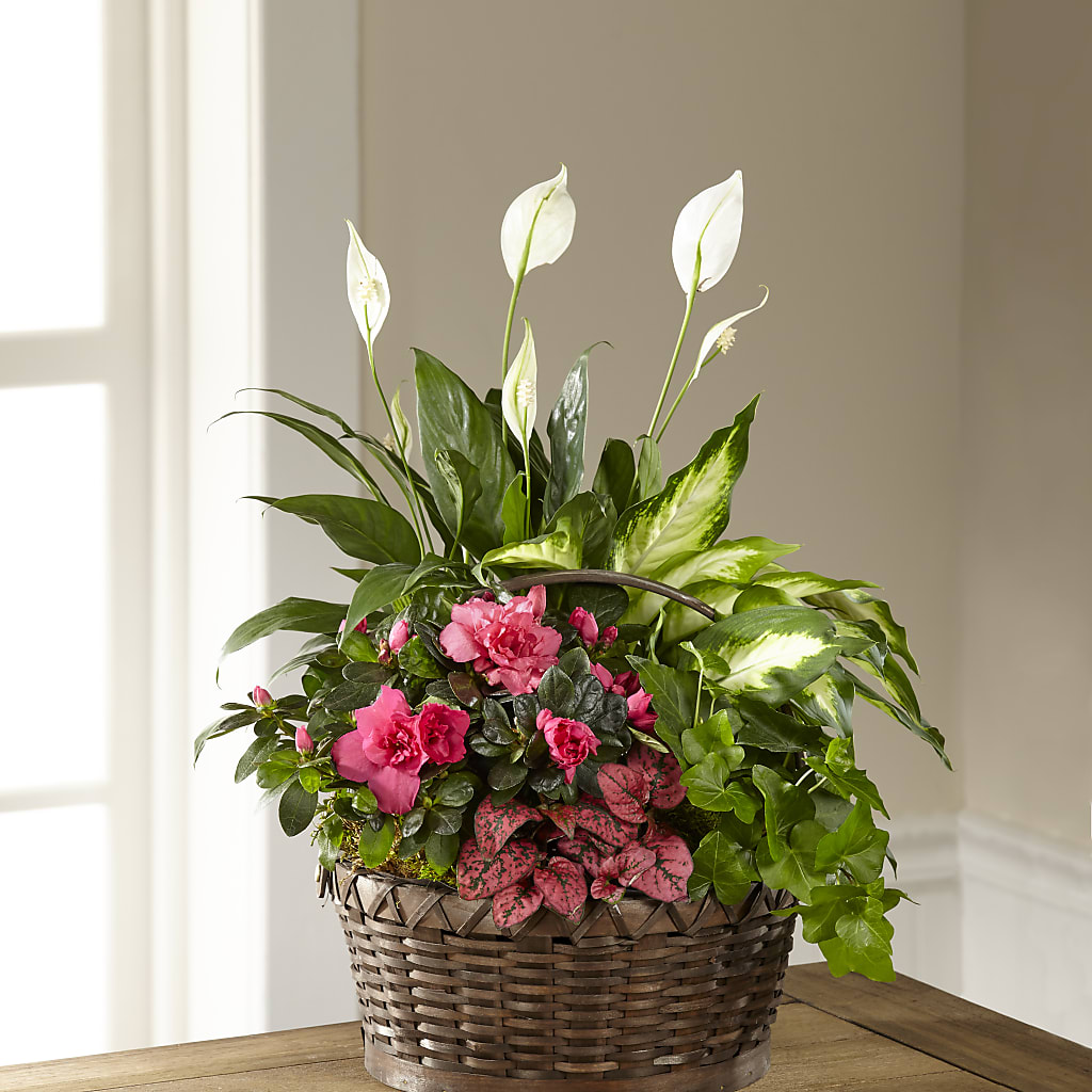 Dream in Pink Dishgarden – A La Rose, Rock Hill SC