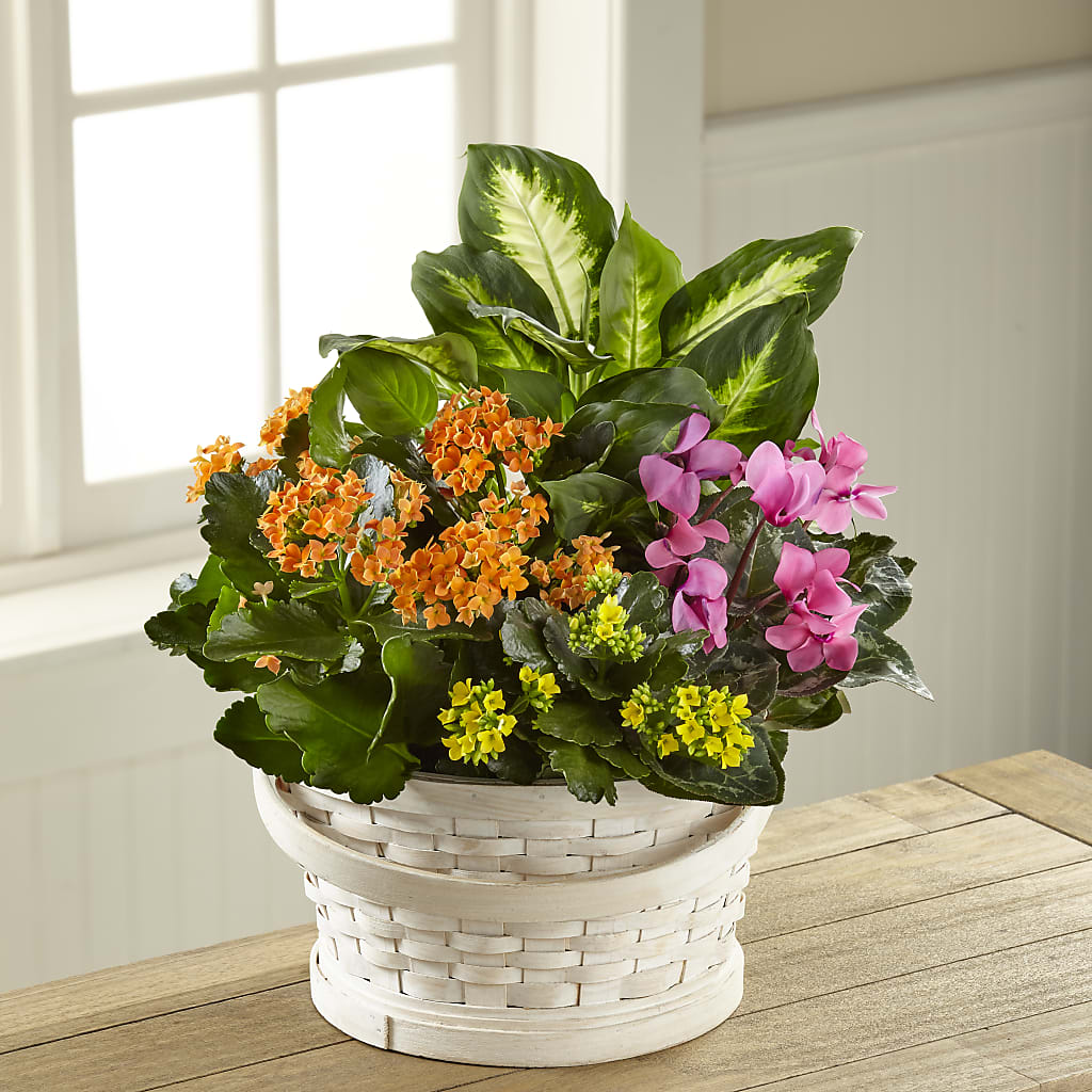 Color Crush Dishgarden – A La Rose, Rock Hill SC