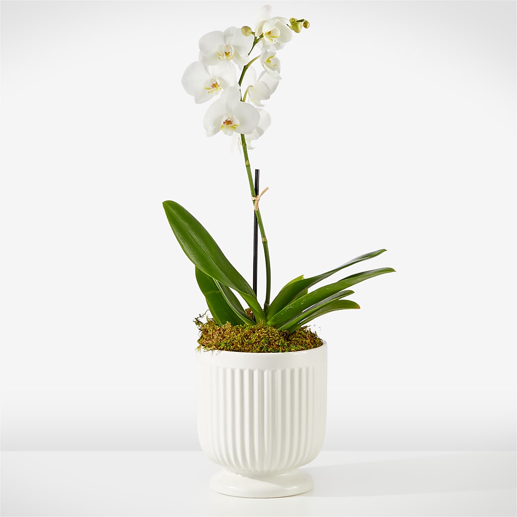 Whispering White Orchid – A La Rose, Rock Hill SC