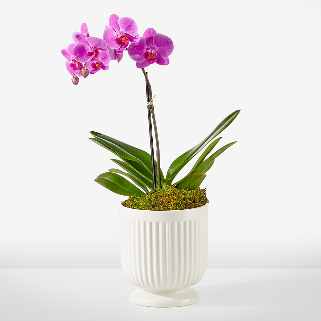 Friendly Fuchsia Orchid – A La Rose, Rock Hill SC