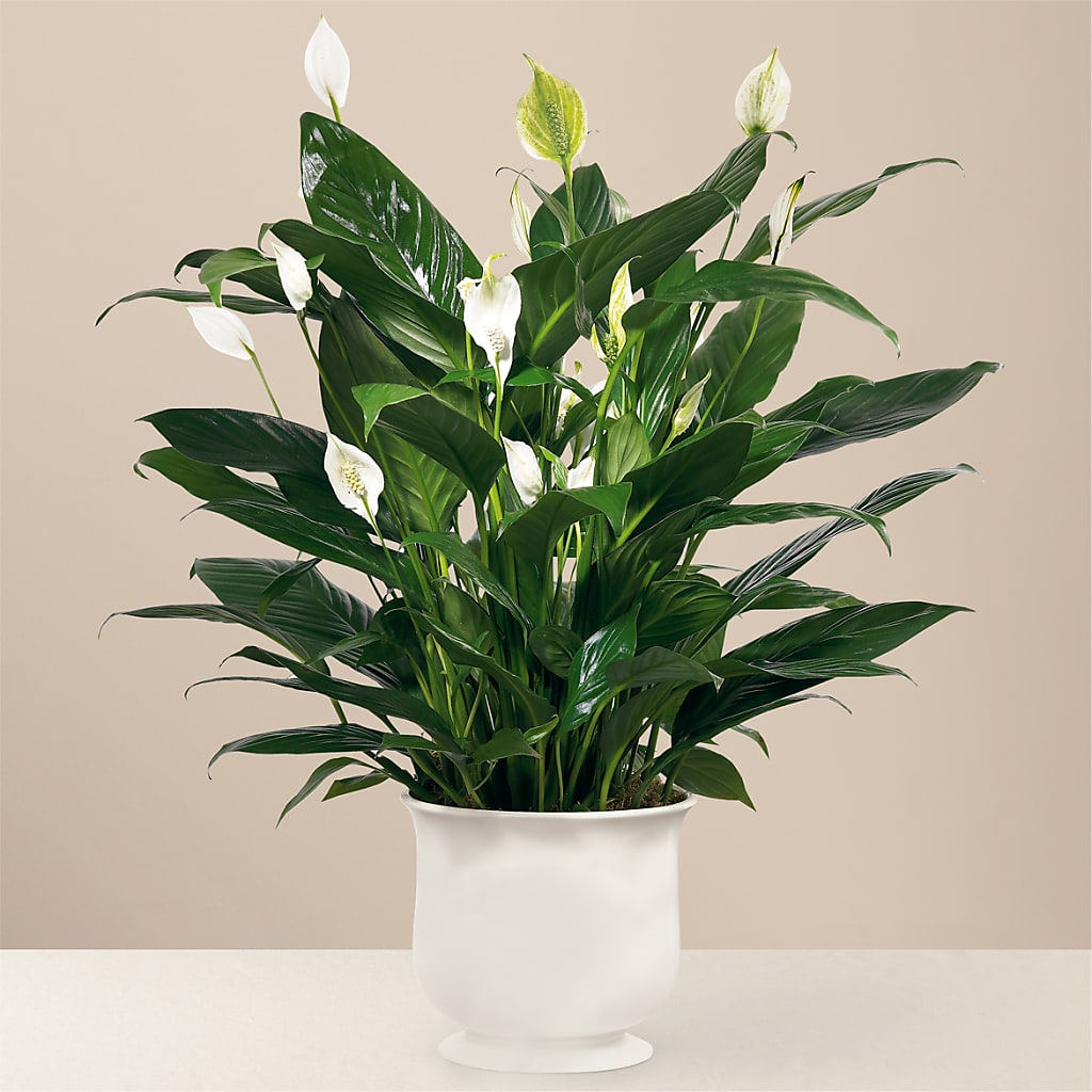 Comfort Planter – A La Rose, Rock Hill SC