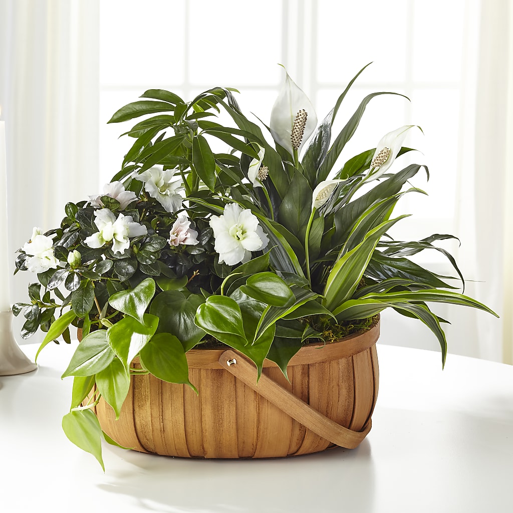 Serene Dishgarden – A La Rose, Rock Hill SC