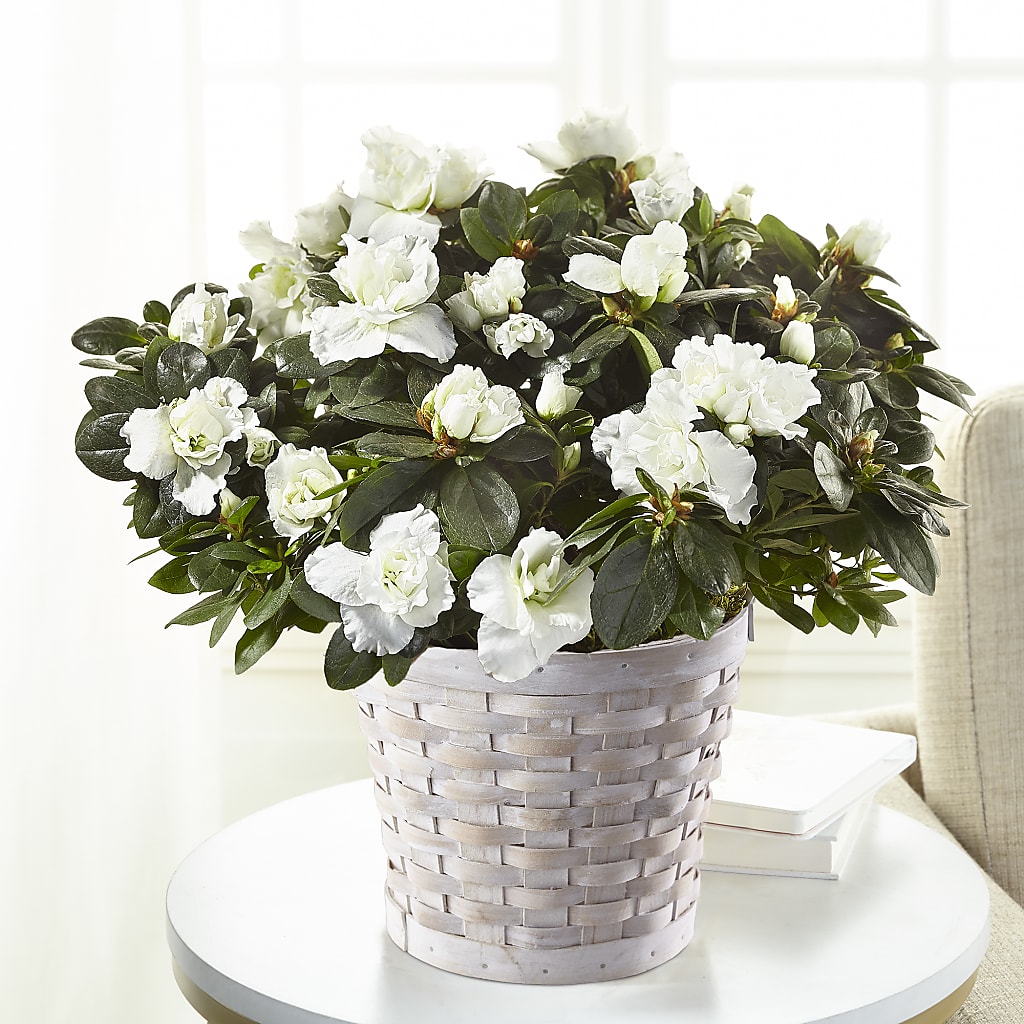 White Azalea Plant – A La Rose, Rock Hill SC