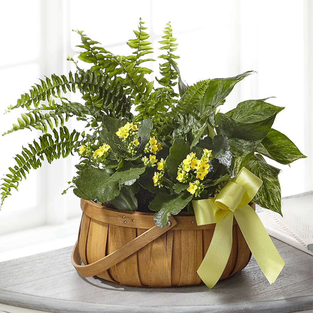 Always Dear Dishgarden – A La Rose, Rock Hill SC