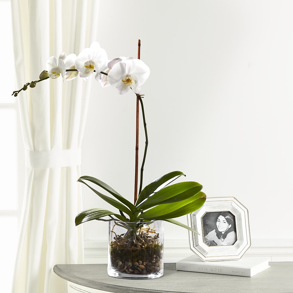 White Orchid Planter – A La Rose, Rock Hill SC