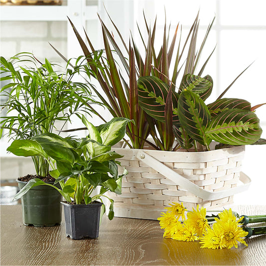 Florist Designed Blooming and Green Plants in a Basket –  A La Rose, Rock Hill SC