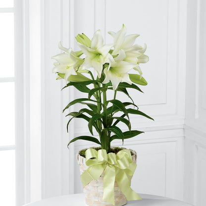 Easter Lily Plant –  A La Rose, Rock Hill SC