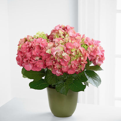 Pink Hydrangea Planter –  A La Rose, Rock Hill SC