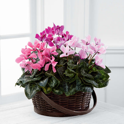 Mixed Cyclamen Planter –  A La Rose, Rock Hill SC