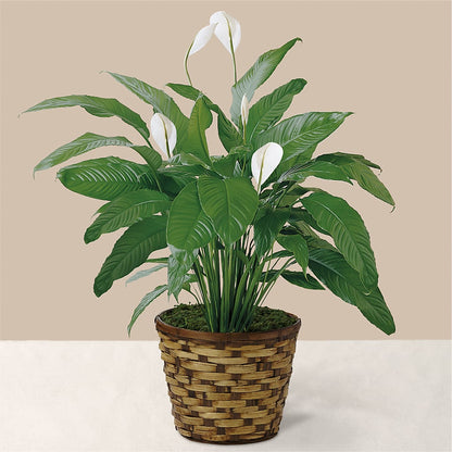 Tranquil Moments Peace Lily Plant –  A La Rose, Rock Hill SC