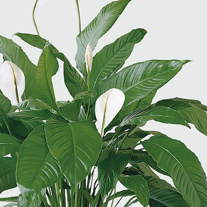 Tranquil Moments Peace Lily Plant –  A La Rose, Rock Hill SC