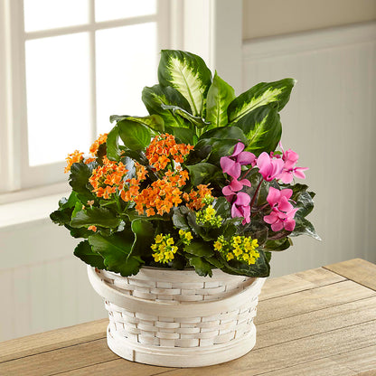 Color Crush Dishgarden –  A La Rose, Rock Hill SC