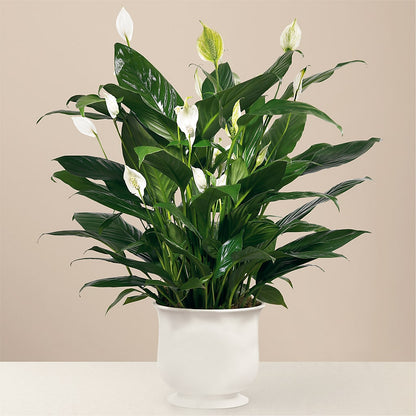 Comfort Planter –  A La Rose, Rock Hill SC