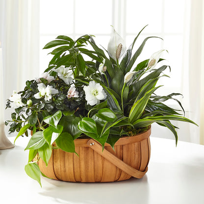 Serene Dishgarden –  A La Rose, Rock Hill SC