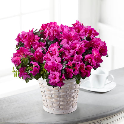 Hope & Serenity Azalea Plant –  A La Rose, Rock Hill SC