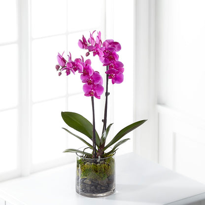 Pink Orchid Plant –  A La Rose, Rock Hill SC