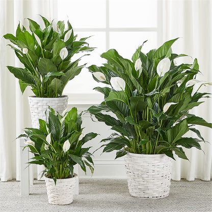 A New Leaf Peace Lily –  A La Rose, Rock Hill SC