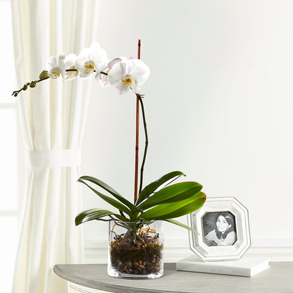 White Orchid Planter –  A La Rose, Rock Hill SC